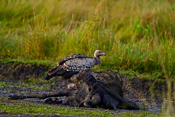 Vulture on a Animal Carcass