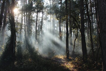 Fototapeta premium Sunlight filters through trees in a misty forest at dawn creating a serene atmosphere in nature