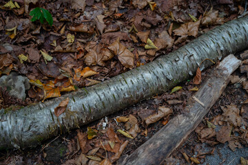 Fototapeta premium 落ち葉と白樺の木の幹