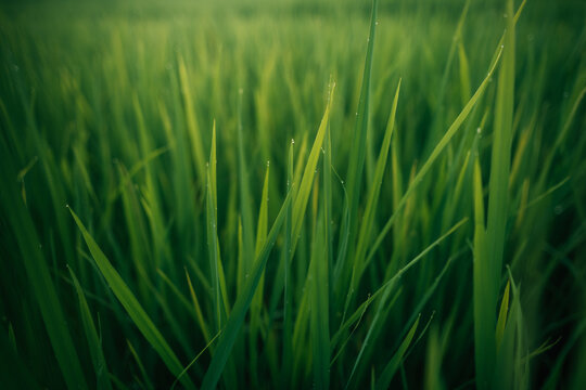Rice leaves and rice stalks in the fields, nature, agriculture and tourism