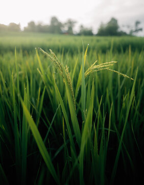 Rice leaves and rice stalks in the fields, nature, agriculture and tourism