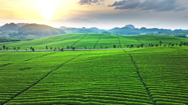 Aerial shot of a beautiful green tea plantation with mountain natural landscape in summer