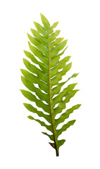 green leaf fern isolated