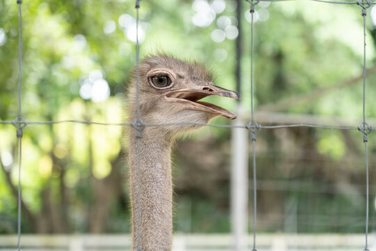 portrait of an ostrich in cage