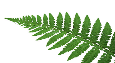 Close up of a vibrant green fern frond with detailed leaves.