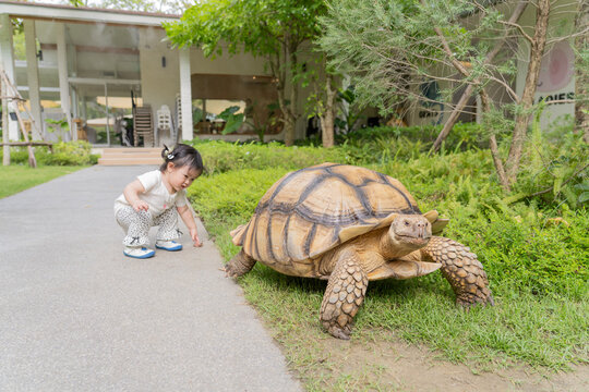 Baby girl play around a giant turtle in garden.