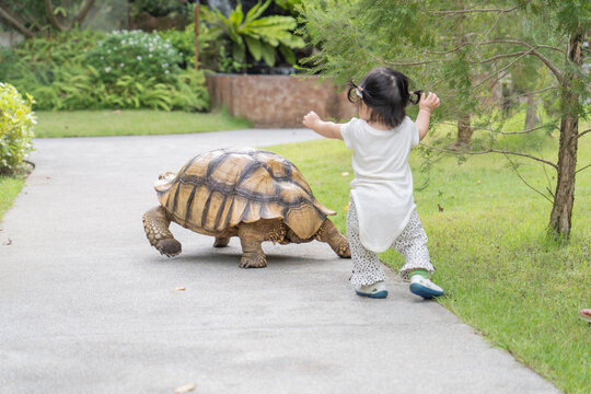 Baby girl play around a giant turtle in garden.