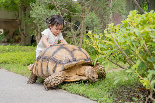 Baby girl play around a giant turtle in garden.
