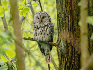 Ural owl Strix uralensis perched on tree branch in spring green forest. Big beautiful Owl quietly sitting, turns his head and looks around. Birdwatching, ecology and, environment concept