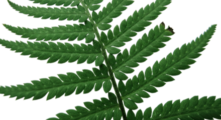 Close up of a vibrant green fern frond with intricate details 21.