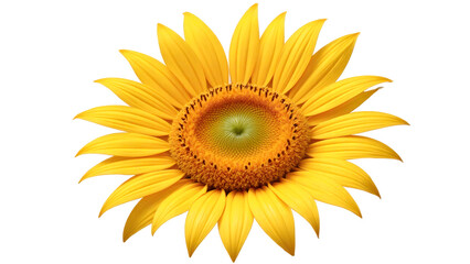 Fototapeta premium Close-up of a vibrant sunflower, isolated on a white background, during summer