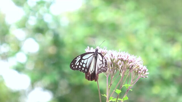 The chestnut tiger butterfly, Parantica sita, feeds on flower nectar and flies away in Japan. Asagimadara. Close up shot. 4K 