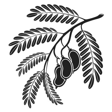 Stylized illustration of tamarind pods and leaves on a branch