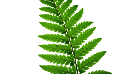 Close up of a vibrant green fern frond with intricate details 49.