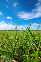 Obraz premium Clear summer day with blue sky above green meadow