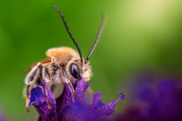 Macro shot of a bee pollinating a purple flower in a vibrant garden setting