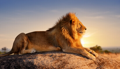 Majestic male lion rests on a rock at sunset, showcasing its glorious mane and regal presence under the golden African sky