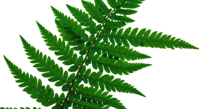 Close up of a vibrant green fern leaf on a white background 2. - Powered by Adobe