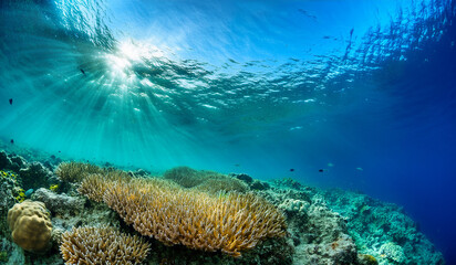 Underwater Reef Scene Sunbeams Illuminating a Coral Ecosystem, Showcasing Marine Life and the Beauty of the Ocean's Depths