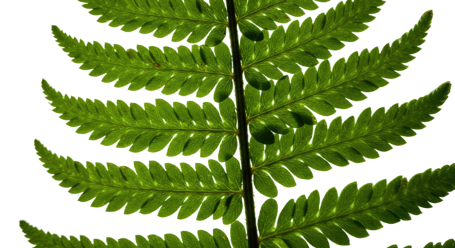 Close up of a vibrant green fern leaf with intricate details 27.