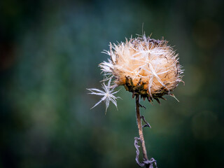 Fluffy Cardoon Seed Head 