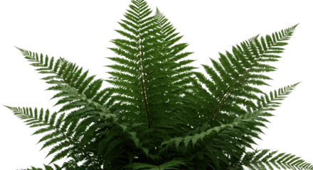Close up of a vibrant green fern plant with intricate leaves.