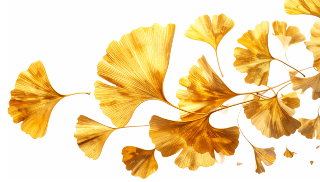 秋の光に照らされた金色のイチョウの葉｜背景なし・透過PNG・コピースペース