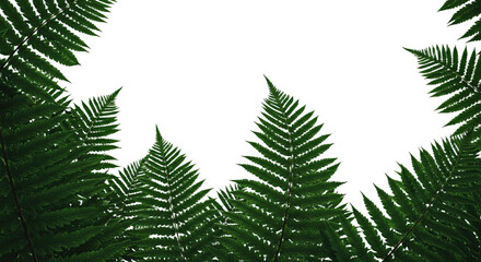 Obraz premium Close up of vibrant green fern fronds reaching towards the sky.