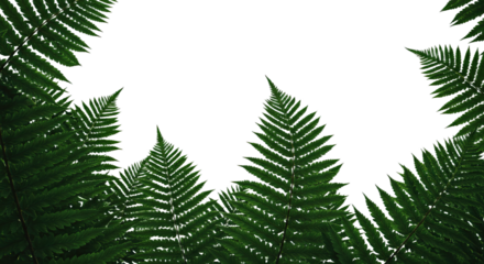 Close up of vibrant green fern fronds reaching towards the sky.