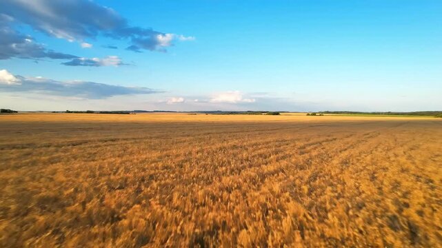 Golden expanse of ripe wheat fields stretching to the horizon under a clear blue sky, capturing the essence of a bountiful summer harvest in a serene rural landscape