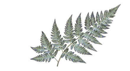 Obraz premium Detailed Closeup of a Fern Leaf Branch.
