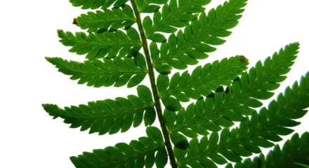 Closeup of a vibrant green fern frond with intricate details.