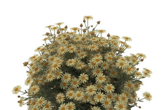 Abundant cluster of small yellow daisy like flowers on a transparent background isolated on transparent background - Powered by Adobe