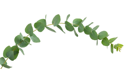 Eucalyptus branch with green leaves on white background 4.