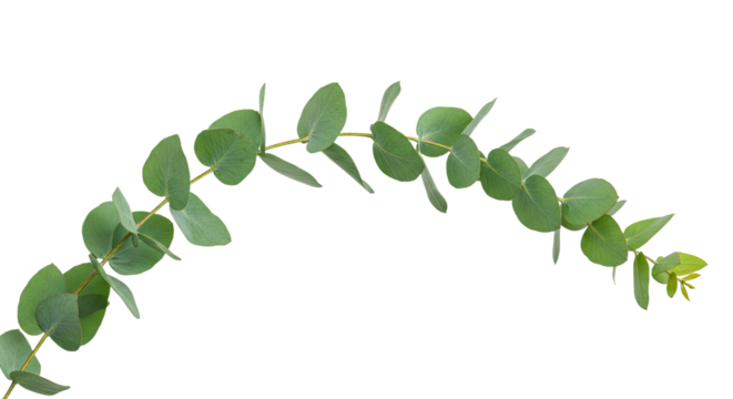 Eucalyptus branch with green leaves on white background 4.