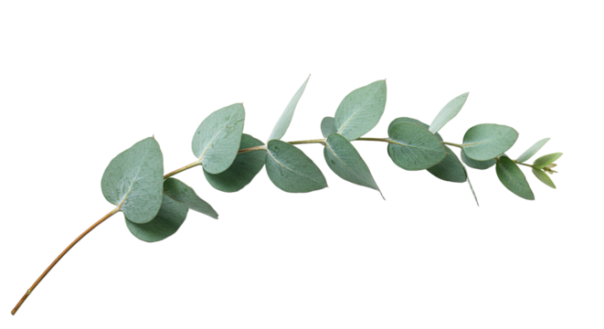 Eucalyptus branch with oval leaves on a white background 2.