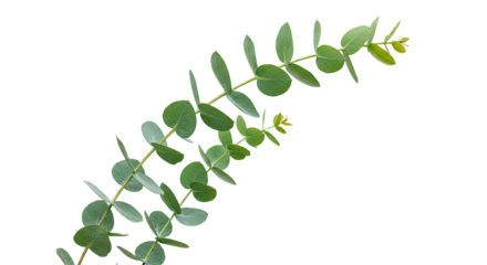 Eucalyptus branch with round green leaves on white background 6.