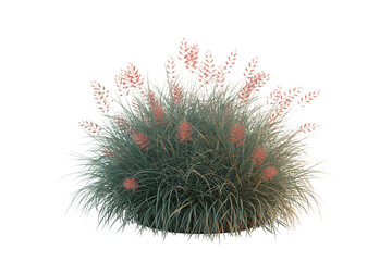 A fluffy pink and green ornamental grass with delicate seed heads isolated on transparent background