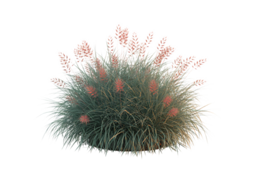 A fluffy pink and green ornamental grass with delicate seed heads isolated on transparent background