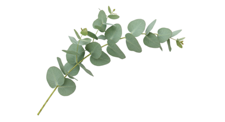Eucalyptus branch with round leaves isolated on white background 1.