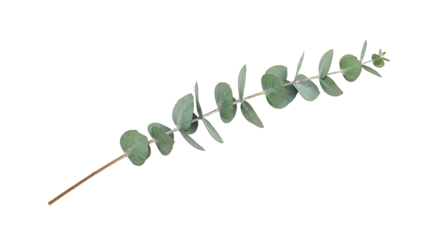 Eucalyptus branch with round leaves isolated on white background 4.
