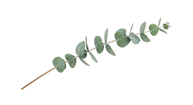 Eucalyptus branch with round leaves isolated on white background 4.