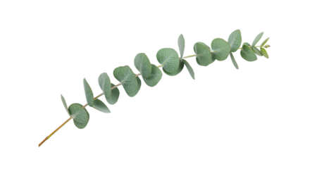 Eucalyptus branch with round leaves on white background.