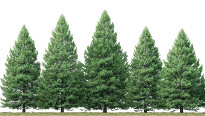 Five evergreen trees in a row