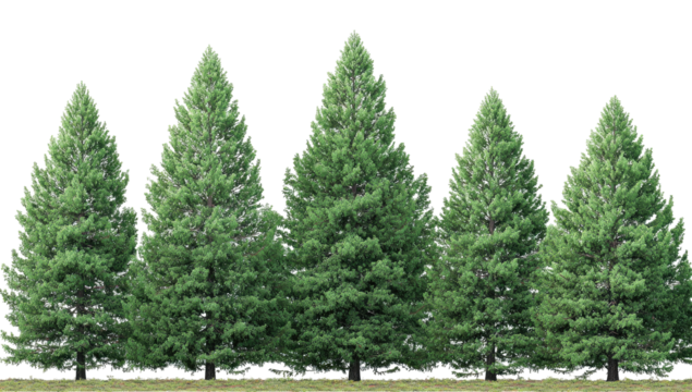 Five evergreen trees in a row