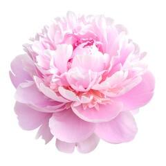 Close-up of a fully bloomed, soft pink peony flower on a white backdrop