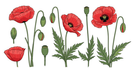 Obraz premium A collection of vibrant red poppies in full bloom and bud.