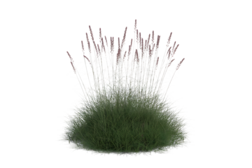 A single clump of green grass with tall thin stalks reaching upwards isolated on transparent background