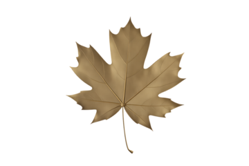 A single dry brown maple leaf with detailed veins isolated on transparent background