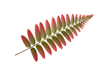A single fern frond with vibrant red and green leaves isolated on transparent background